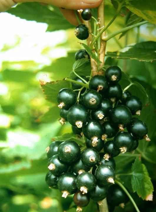 Johannisbeere Brennerei Jochen Hörner