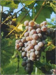 Gewürztraminer Jochen Hörner