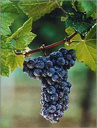 Schwarzriesling Jochen Hörner