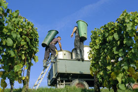 Edel gebrannt Weinbau Herbst Lese