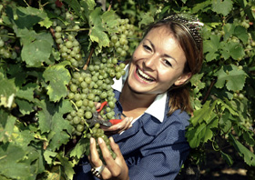 Edel gebrannt - Weinlese