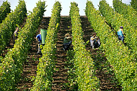 Edel gebrannt Weinlese Helfer